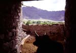 A Ladakhi yak