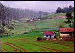 Tea gardens near Lovedale