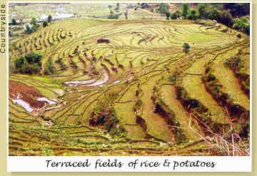 Terraced fields